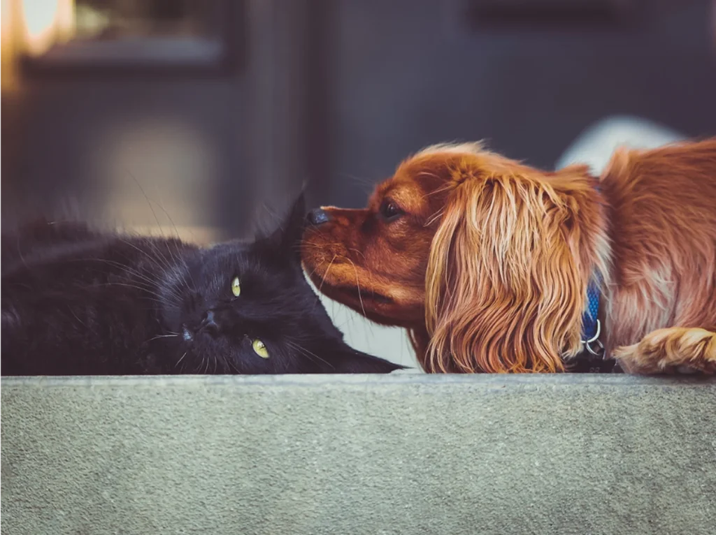 Spaniel nuzzling a black cat