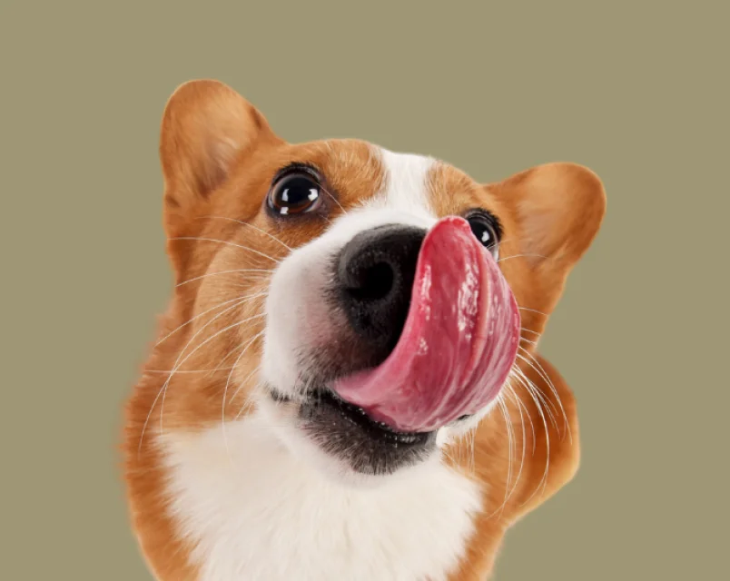Corgi licking its nose