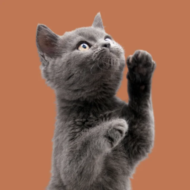 Grey kitten reaching up with one paw