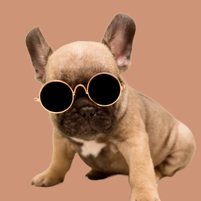 French bulldog puppy wearing round sunglasses