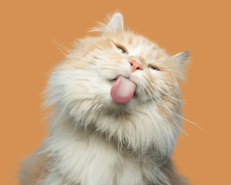 Fluffy cream cat sticking out its tongue