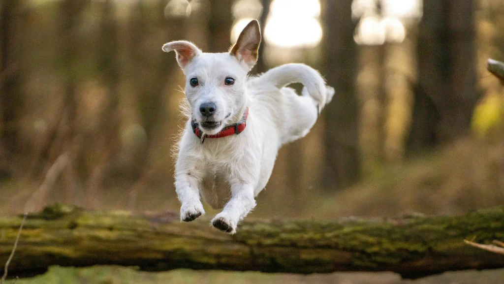 Small white terrier leaping over a log