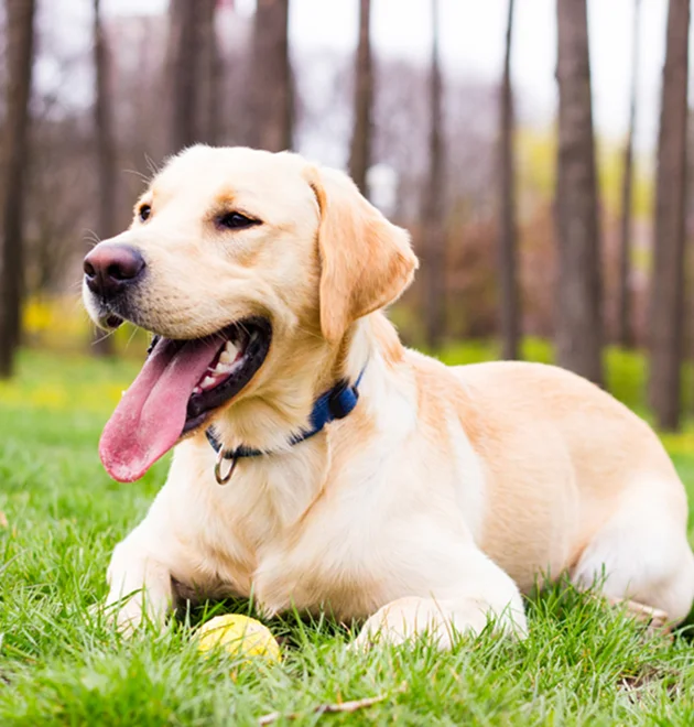 Labrador lying on the grass with a tennis ball
