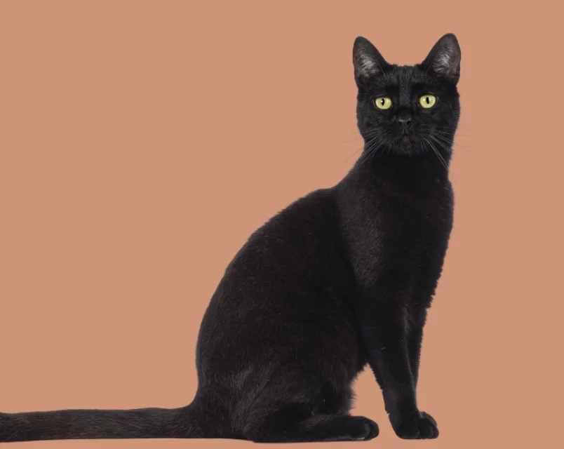 Black cat sitting