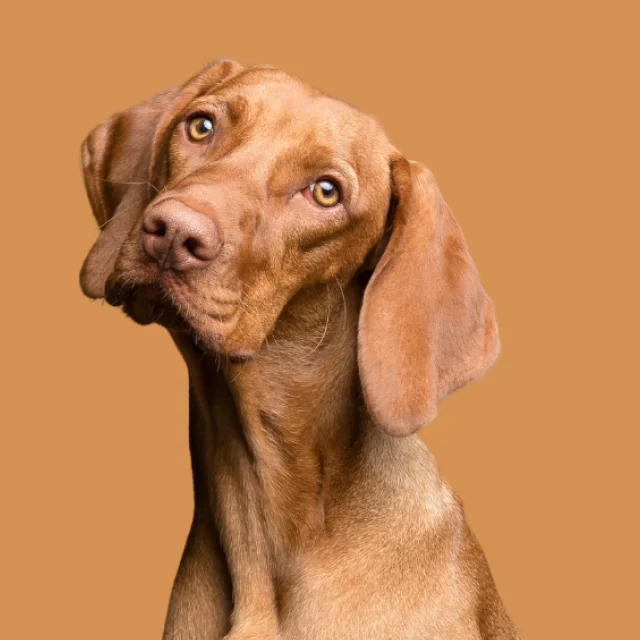 Vizsla tilting its head