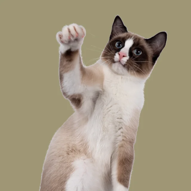 Cat with a white face raising one paw