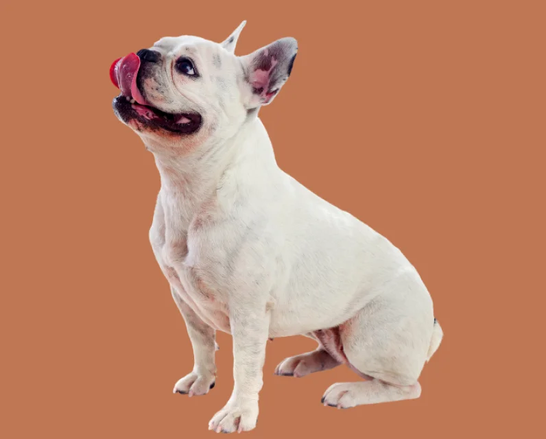 White French bulldog licking its nose