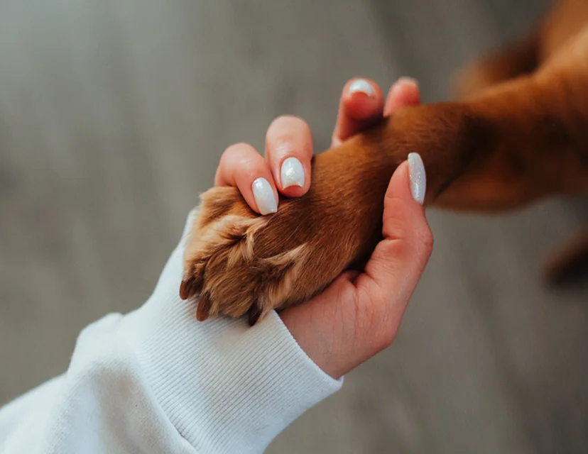 Person holding a dog's paw