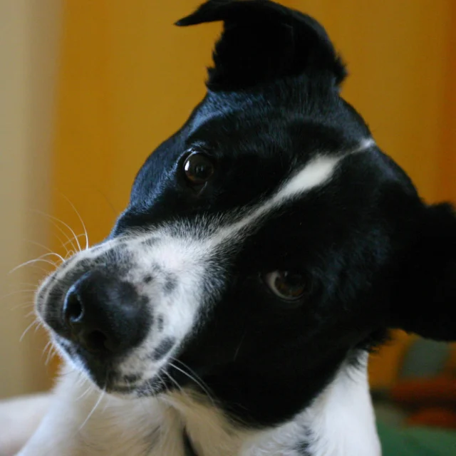 Black and white dog tilting its head