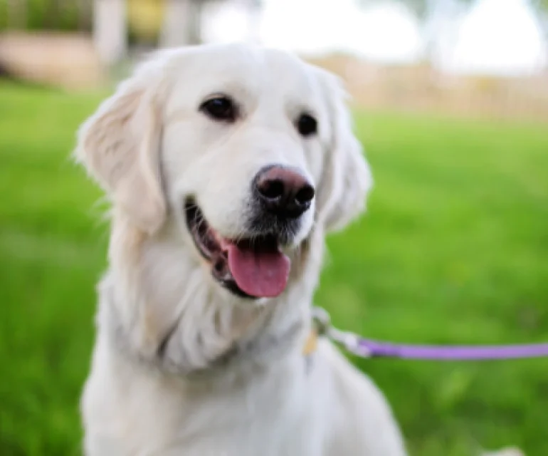 Golden retriever on a lead in the grass
