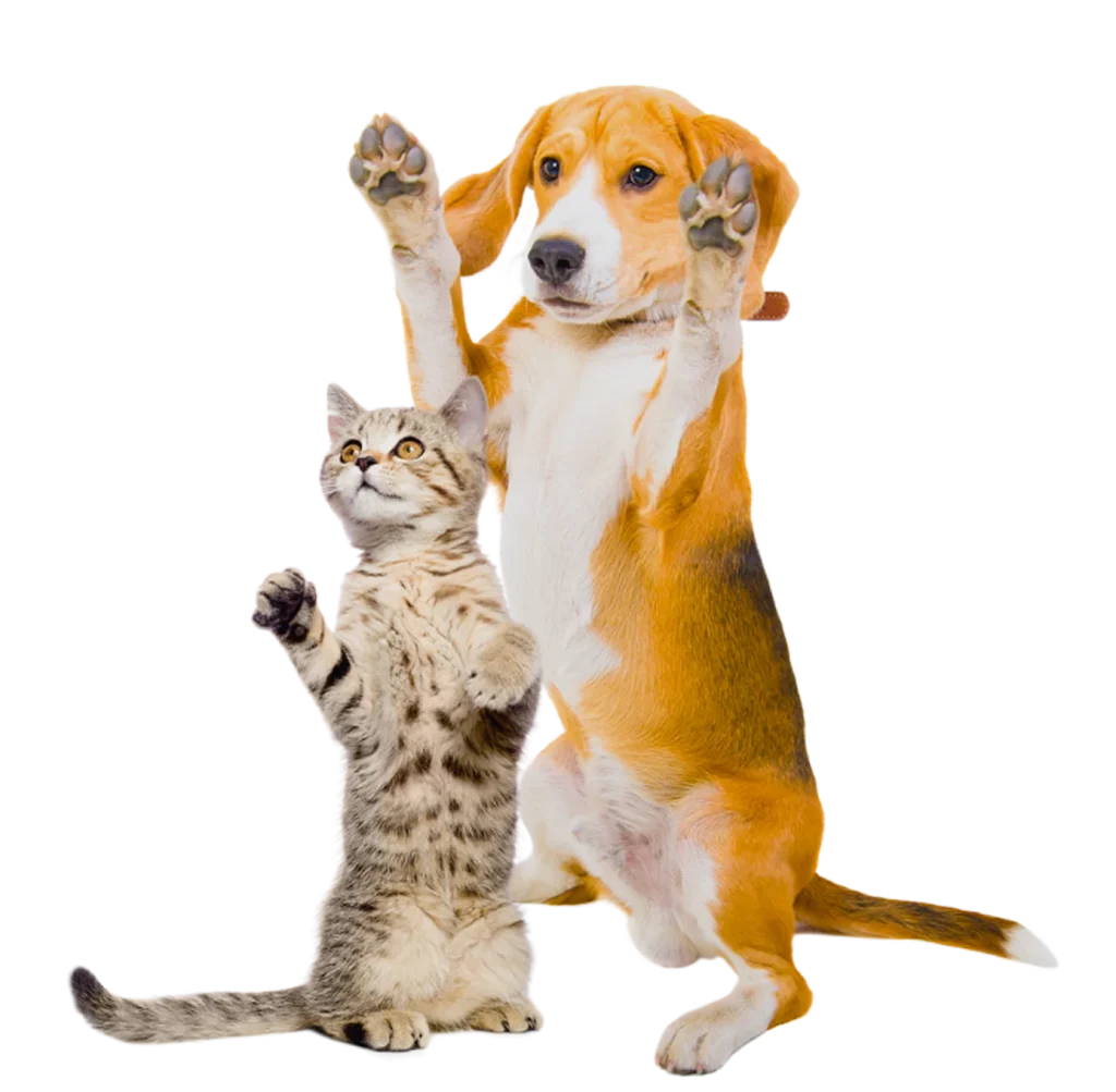 Beagle and tabby kitten standing on their hind legs with paws raised